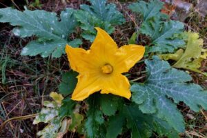 fiore di zucca autunnale